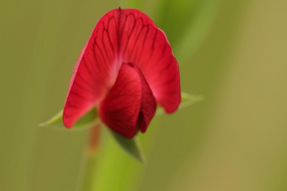 Rojo sobre Verde (Lathyrus cicera)